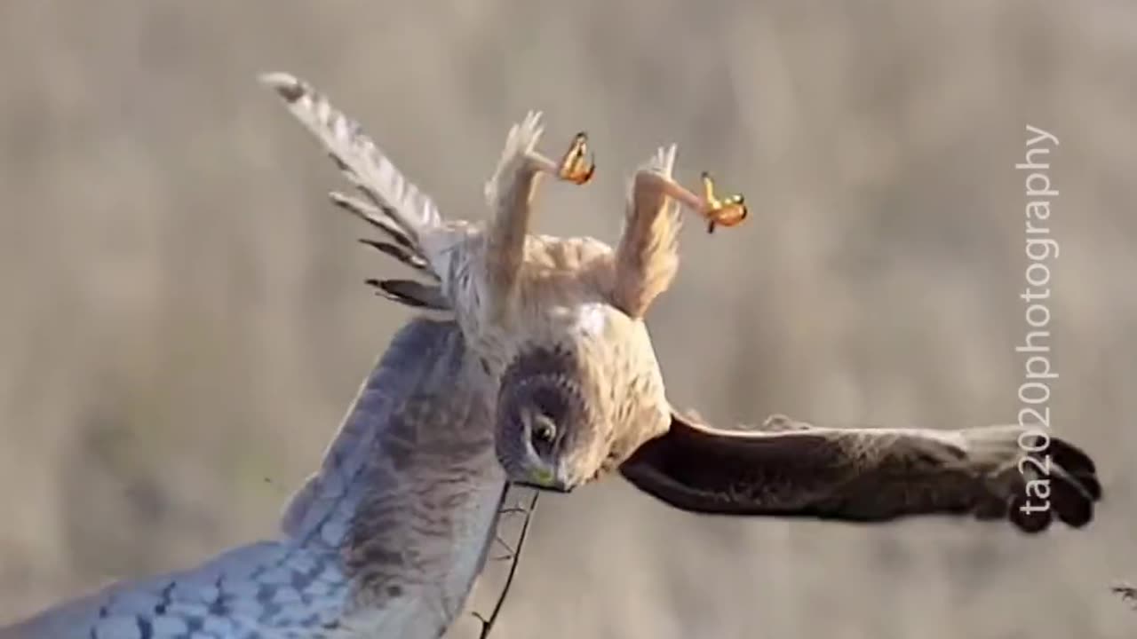 Amezing birds stunt..