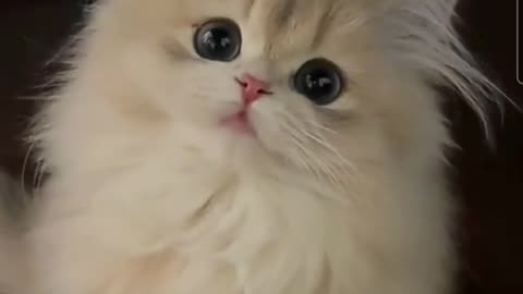 Cute cats