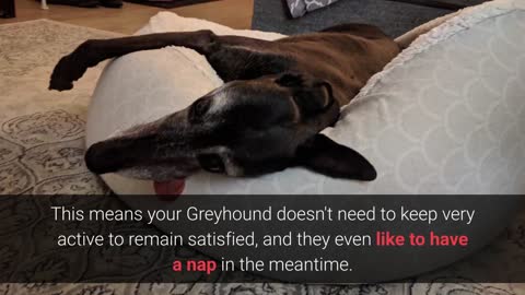 List of the top 10 best large dog breeds for your apartment living!