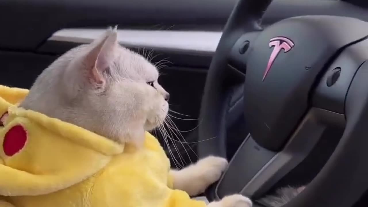 Cute cat driving Tesla