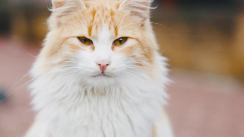 Beautiful Brown And White Cat