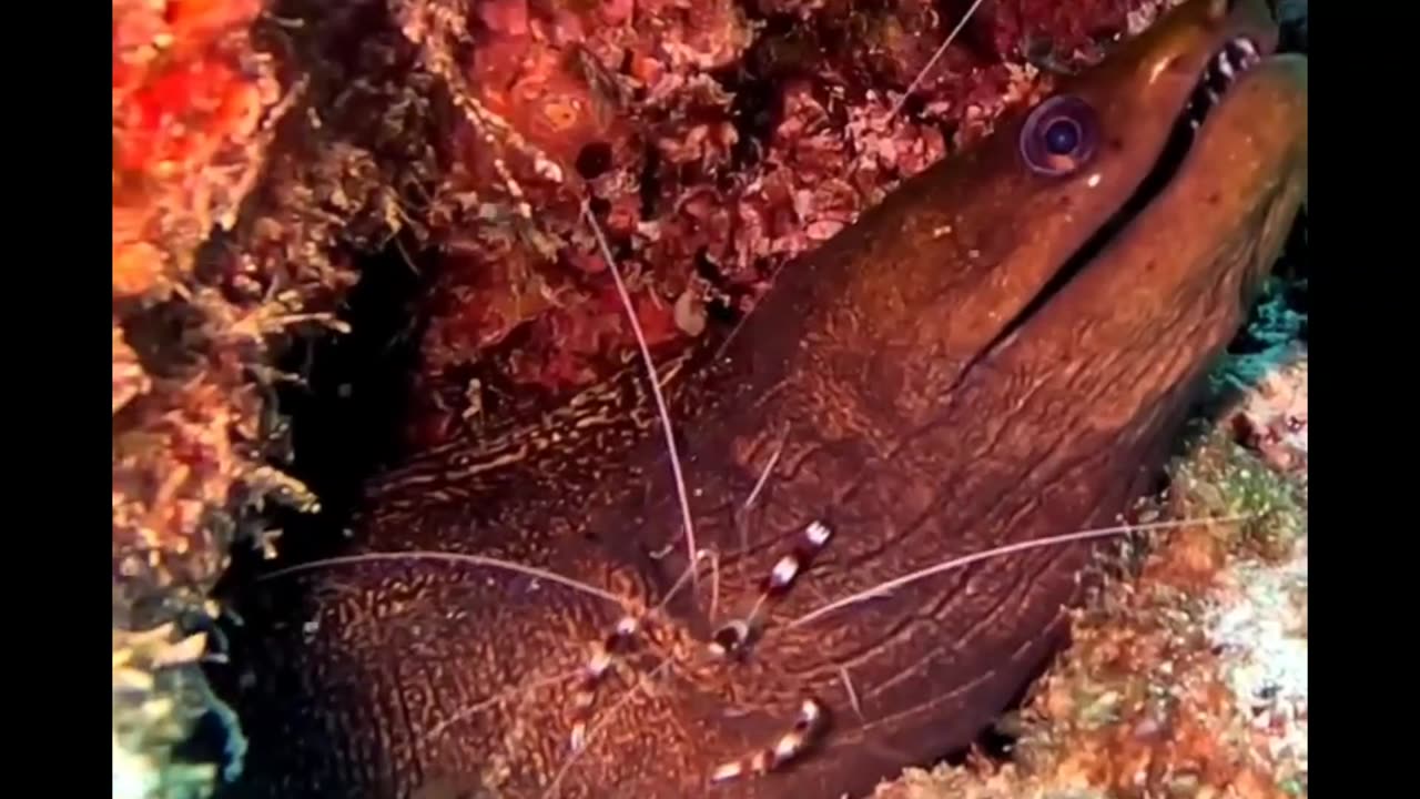 Cleaner Shrimp on Moray Eel