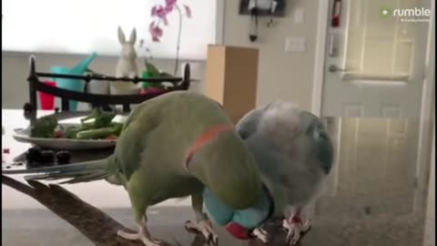 Parrots incredibly talk to one other like humans