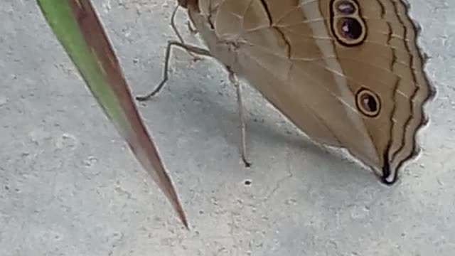 Beautiful butterfly well decorated visit our home to eat and show its pattern.