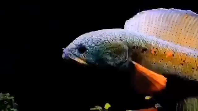 Ikan Channa super cantik