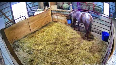 After watching this compilation of funny and adorable horse videos, you might want to get a horse.