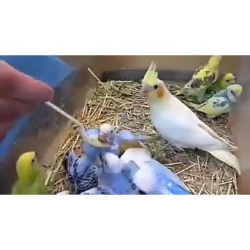 bird world Love in homes