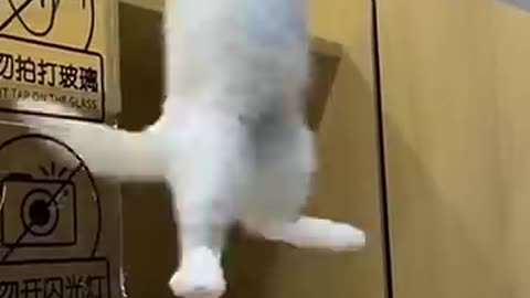 funny Cat short video, short video, fun, Cat