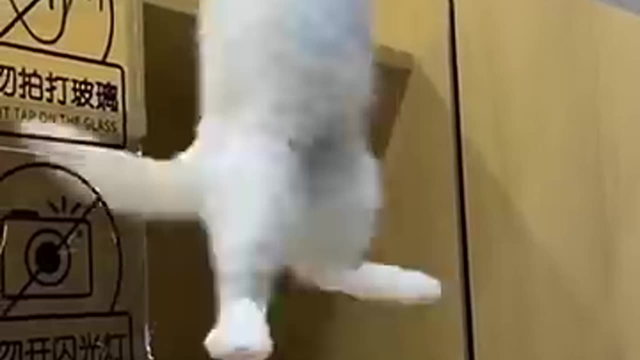 funny Cat short video, short video, fun, Cat