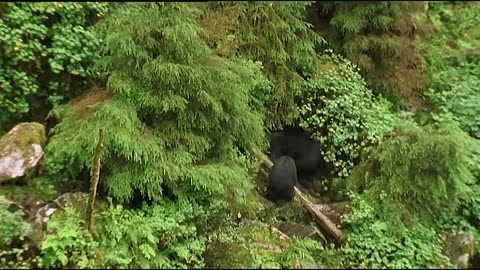 Best Footage of Beautiful Alaskan Bears ;-)