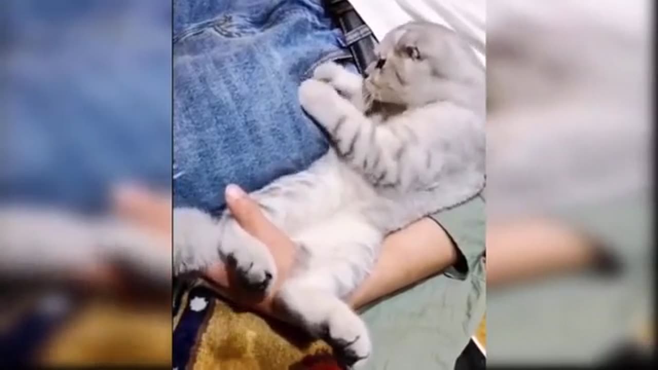 Baby Cats - Cute and Funny Cat Videos Compilation #37 - Aww Animals