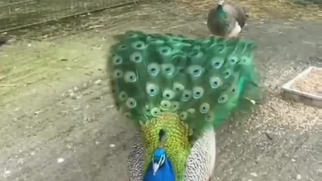 The stunning beauty of the peacock feathers opening