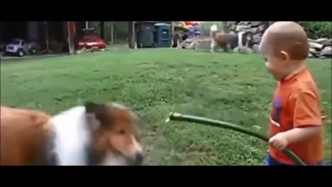 FUNNY ANIMALS MAKE LAUGH | LOL|