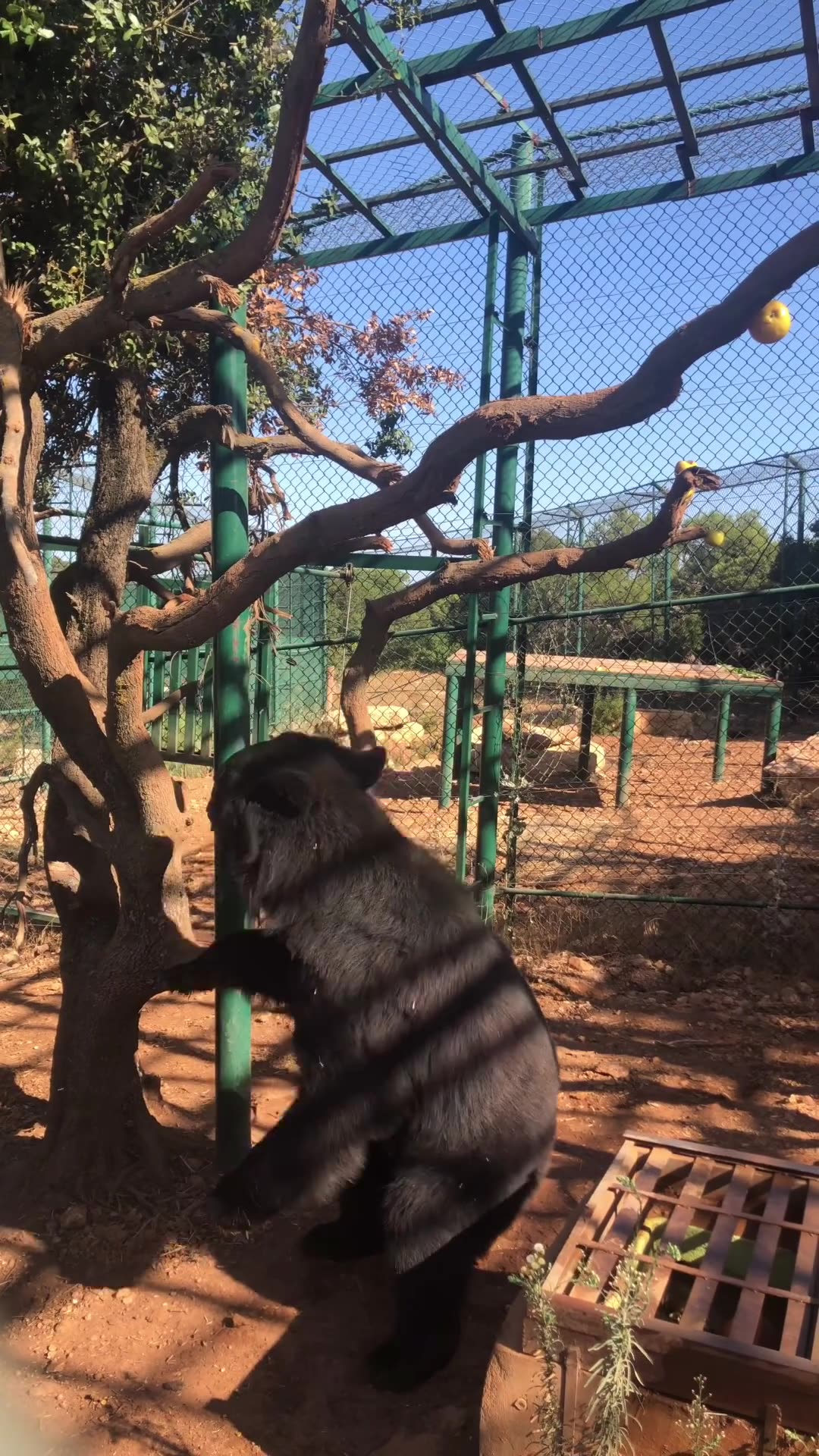 Rescued Asiatic Black Bear Thrives at Sanctuary After Surviving War