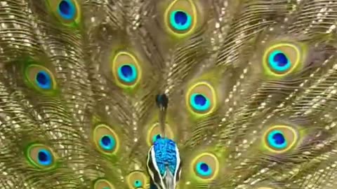 Peacock #birds