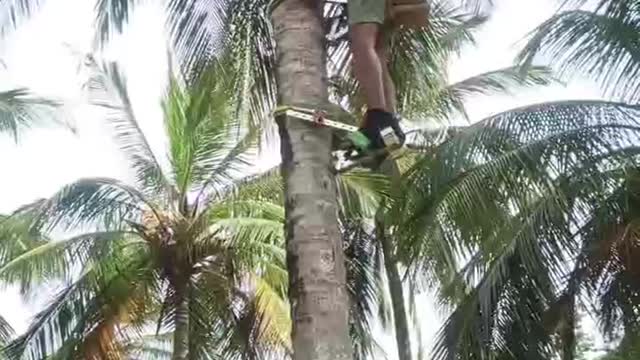 Climb coconut tree don't do this at home😨😨😨😨