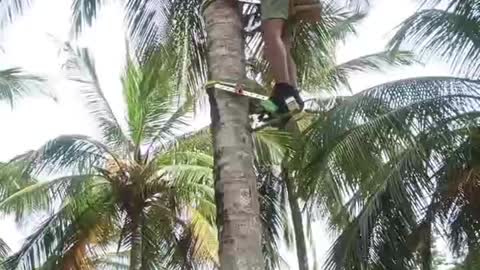 Climb coconut tree don't do this at home😨😨😨😨