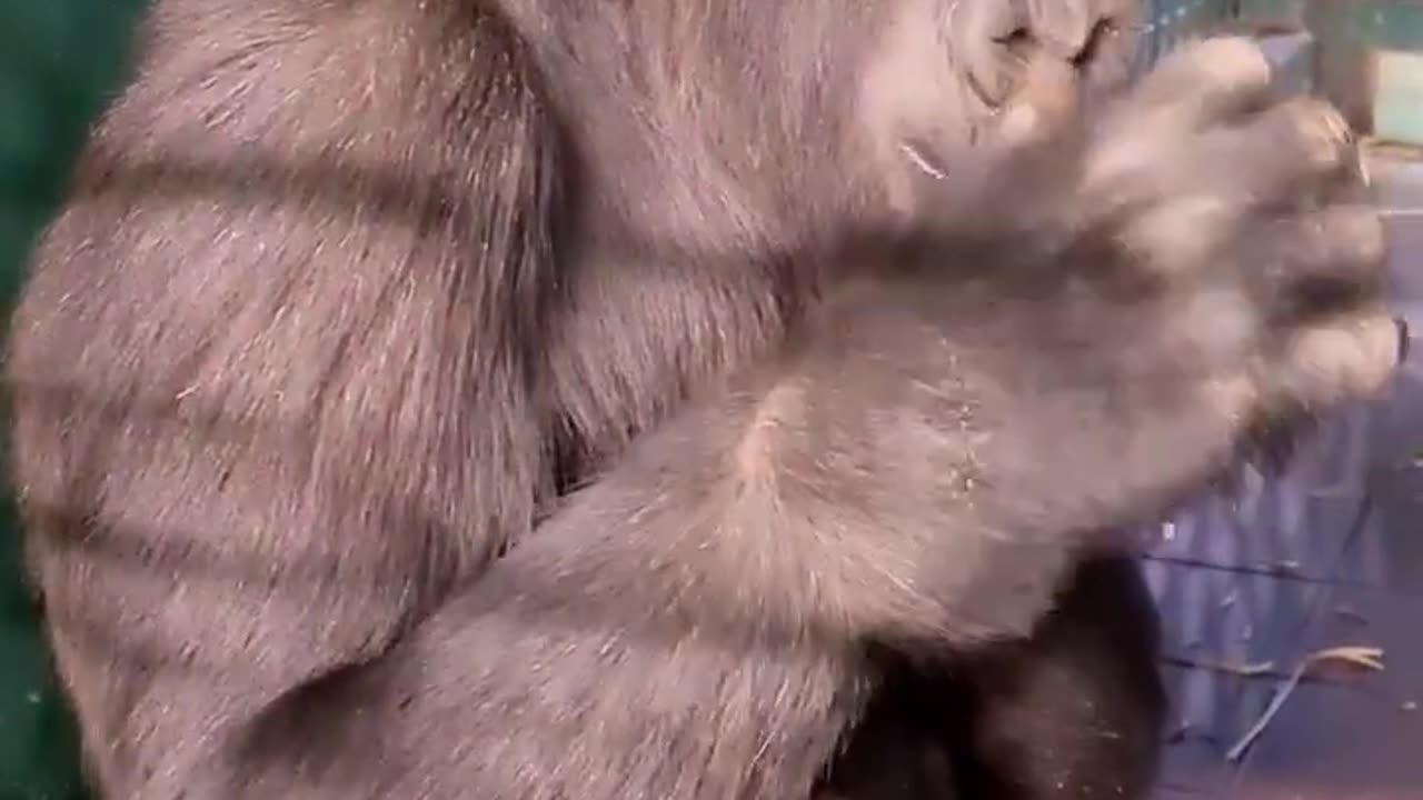 Finger licking good! #gorilla #asmr #mukbang #eating #animals