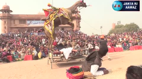 Camel Dance & Horse Dance