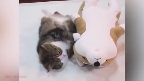 best funniest animal videos 2023 😹😹😹😹