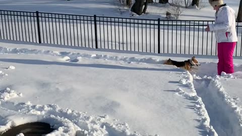 Corgi Luge Course