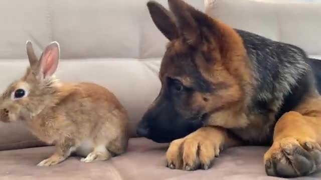 German Shepherd Puppy Reacts to how the Bunny Washing His Face