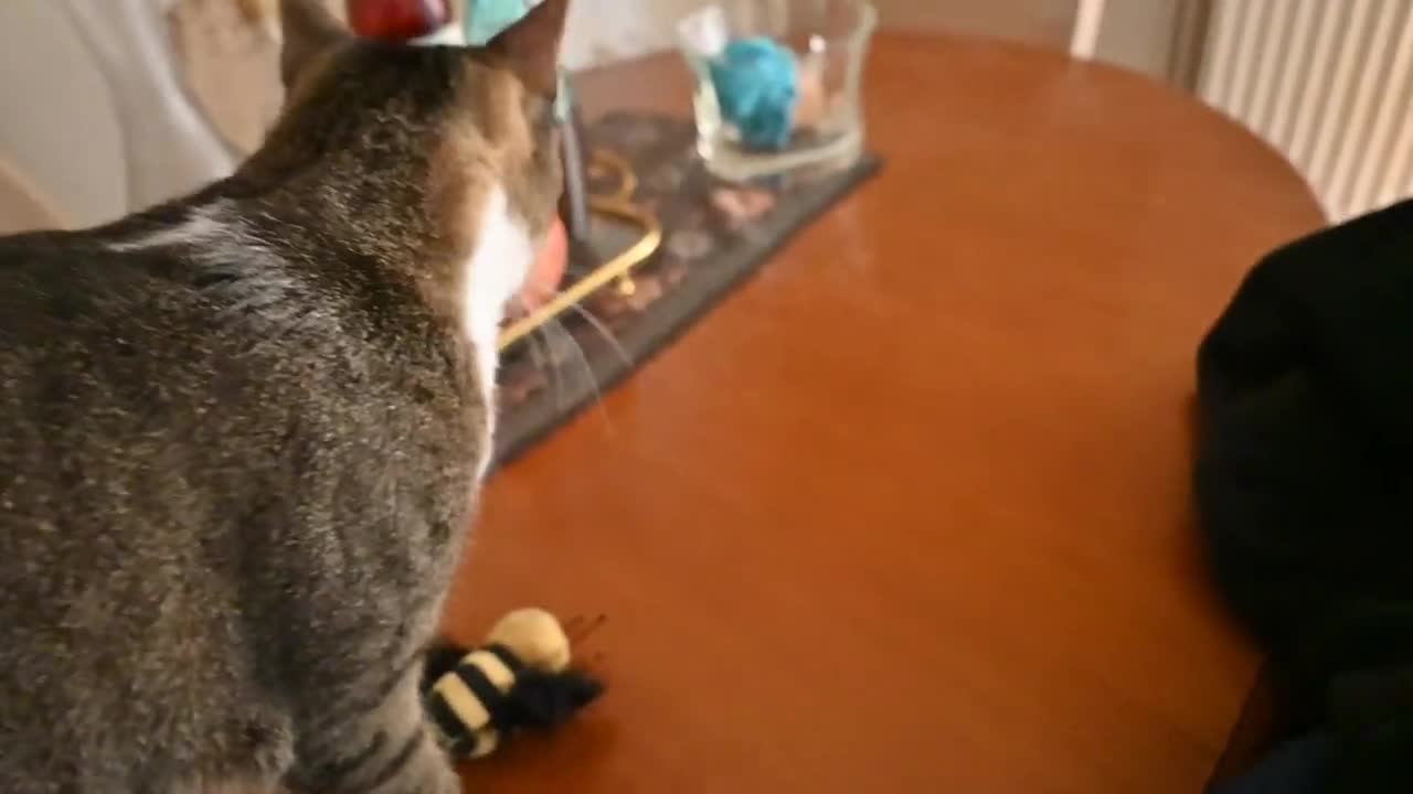 The Meow Song of Food