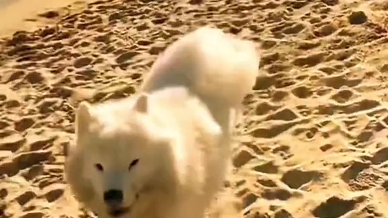 Cute dog pets play some fun