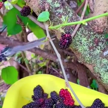 Fruit Picking/Eating episode 7