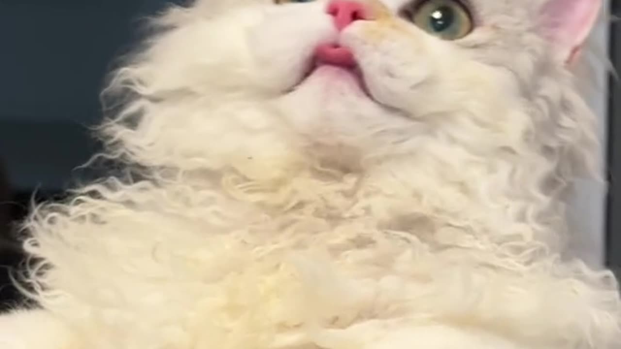 "Fluffy Majesty: The Adorable and Fabulous World of My Cat"