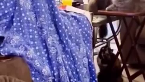 Funny animals video