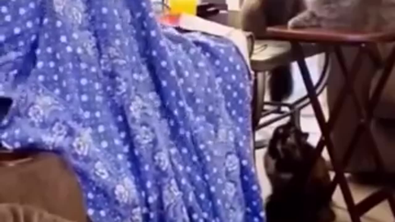Funny animals video