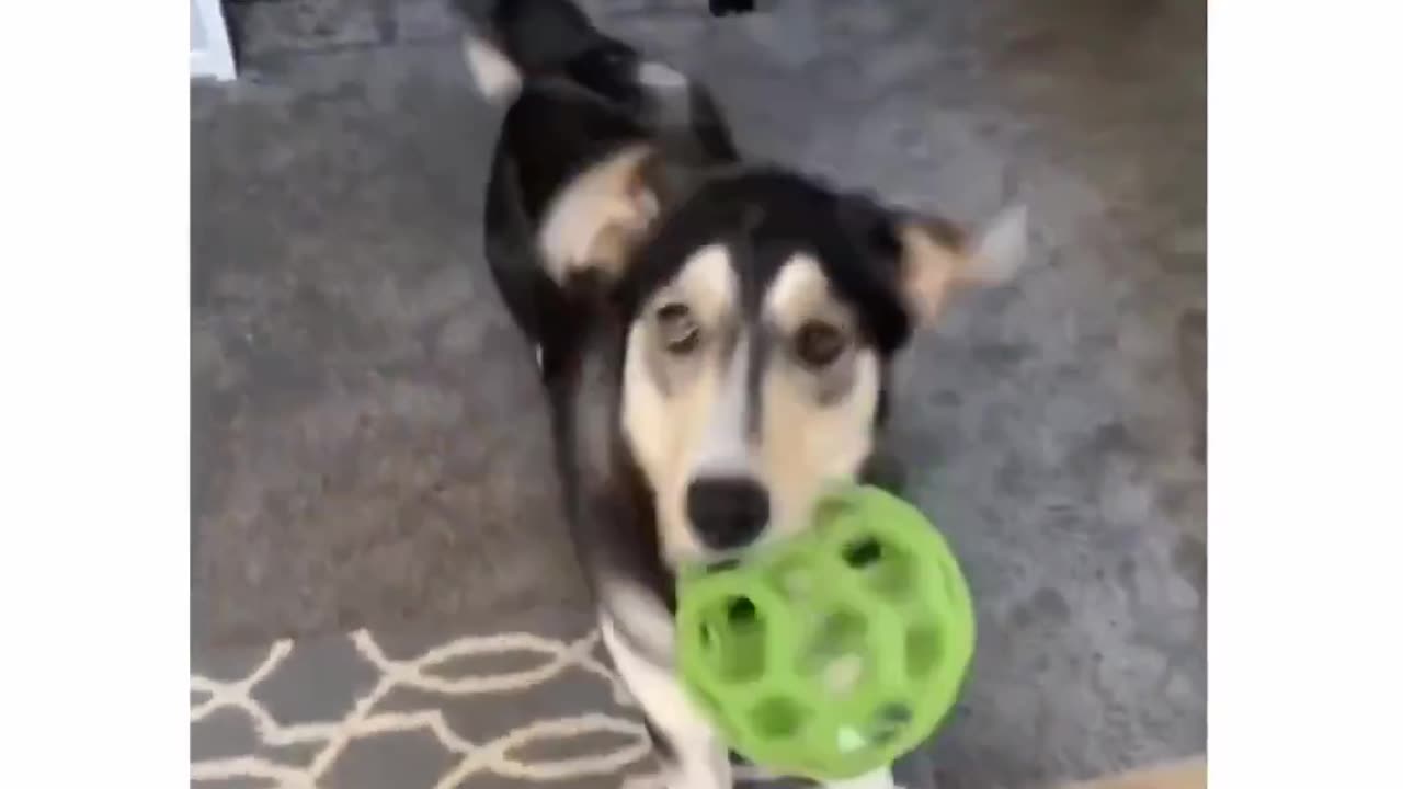 Dance Woofs Watch this Paws-itively Amazing Dog