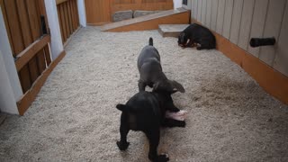 10 Week old Cane Corso puppies