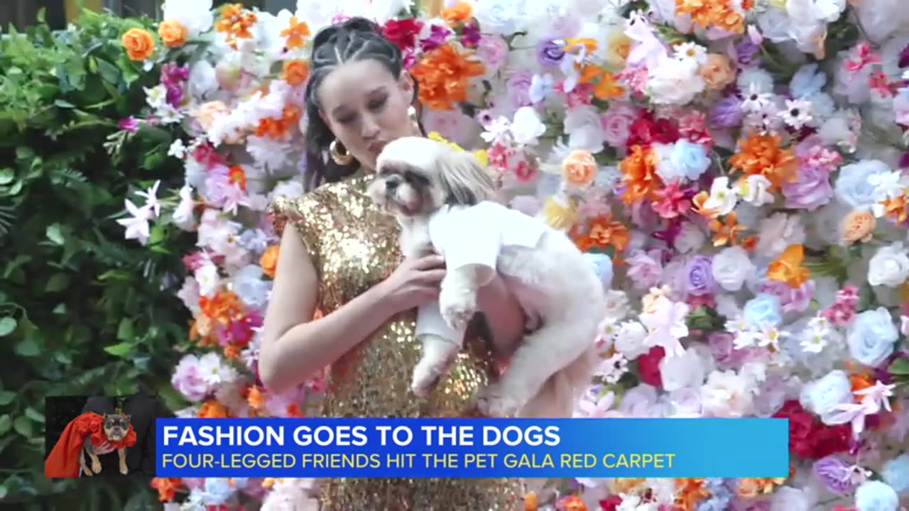 Four-legged friends hit the red carpet in the Pet Gala ABC News