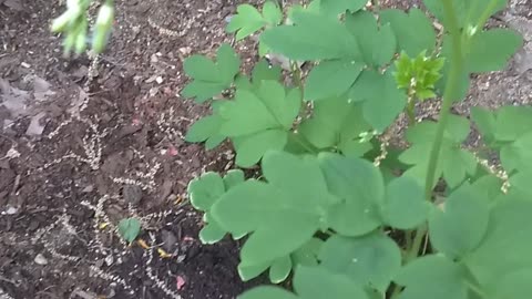 Bleeding Heart