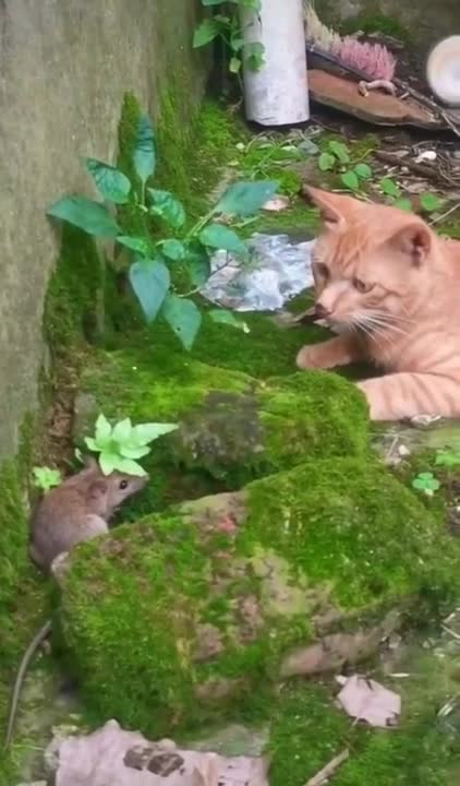 Top funny cat ,and nature video