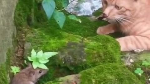 Top funny cat ,and nature video