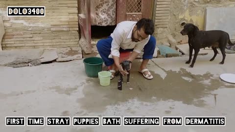 First time bath experience of these puppies