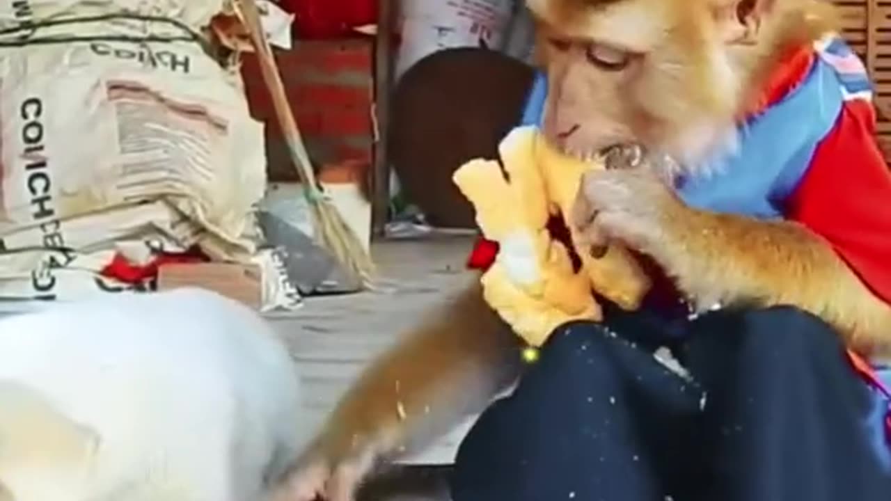 Monkey & dog eating #Monkey funny #smart Monkey #funny Monkey #viral Monkey ##Monkey videos