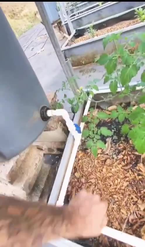 How to use rain water for your garden