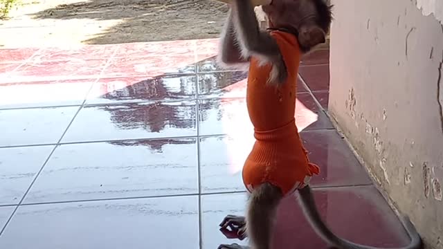 Baby monkey drinking milk