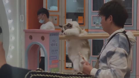 I'm not as strong as this cat