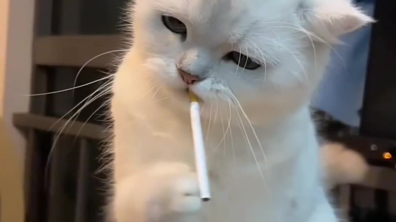Funny video