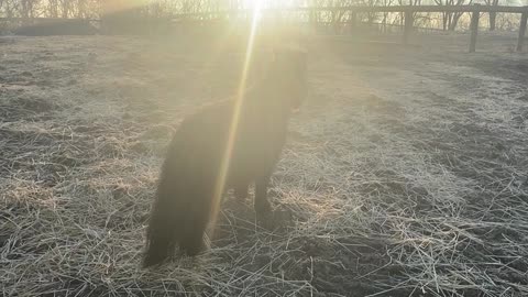 Mini Horse Licorice Excited B 12.2022