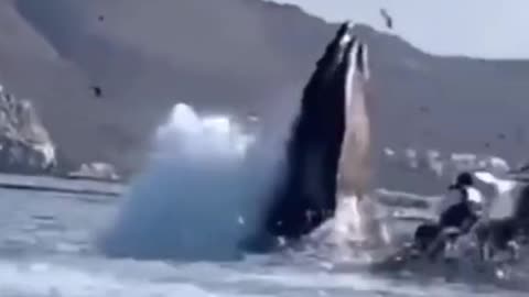 Whale