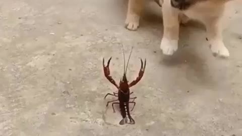 Two cute dog look a 🦂 and dance her front.