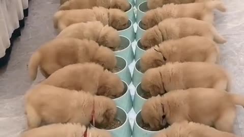 Puppies Line UP!