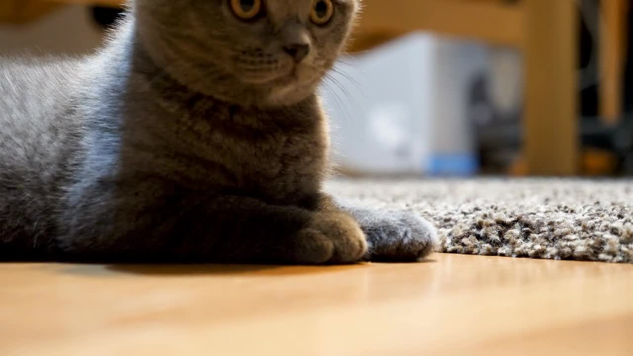 Adorable scottish fold kitten playing with a ball on the floor