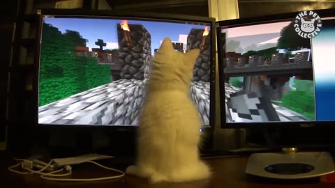 Game with cats very funny acvety